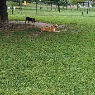Happy Tails Dog Park - Pekin, IL