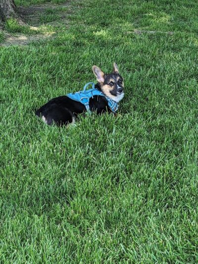 Happy Tails Dog Park - Pekin, IL