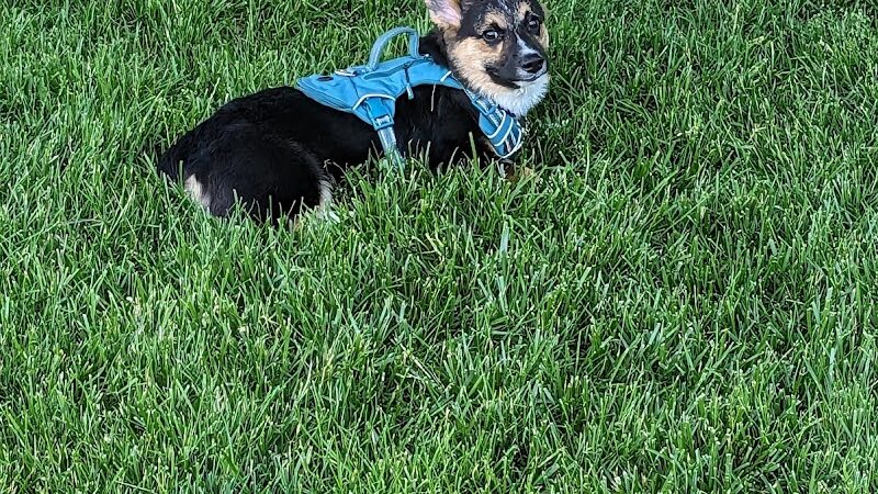 Happy Tails Dog Park - Pekin, IL