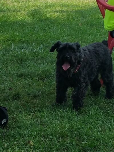 Happy Tails Dog Park - Pekin, IL