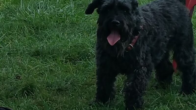 Happy Tails Dog Park - Pekin, IL