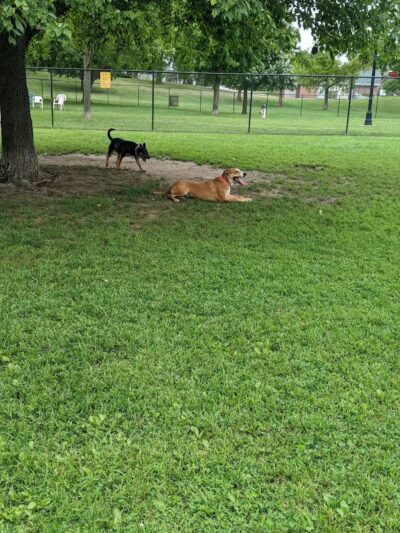 Happy Tails Dog Park - Pekin, IL