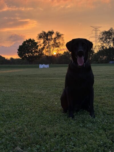 McNaughton DOG Training Area - Pekin, IL
