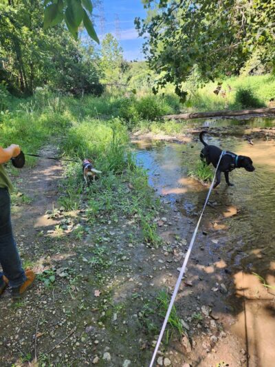 McNaughton DOG Training Area - Pekin, IL