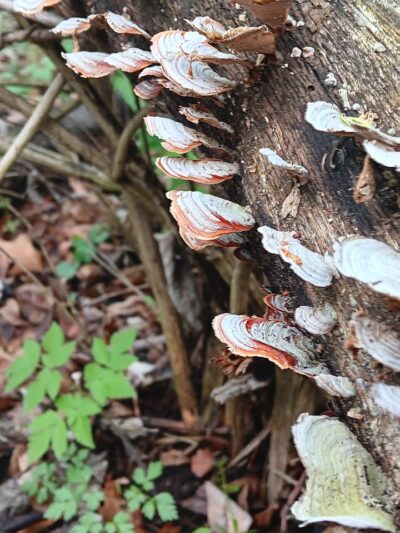 McNaughton DOG Training Area - Pekin, IL