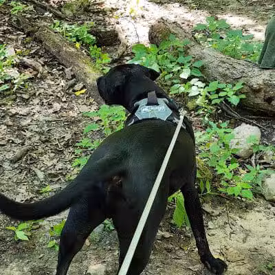 McNaughton DOG Training Area - Pekin, IL