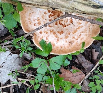 McNaughton DOG Training Area - Pekin, IL