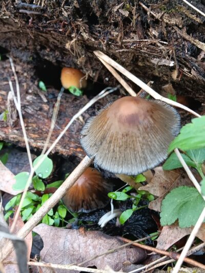 McNaughton DOG Training Area - Pekin, IL