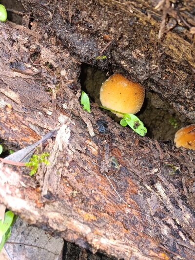 McNaughton DOG Training Area - Pekin, IL