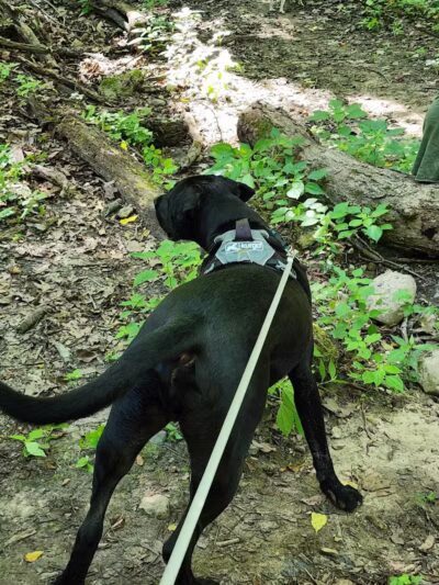 McNaughton DOG Training Area - Pekin, IL