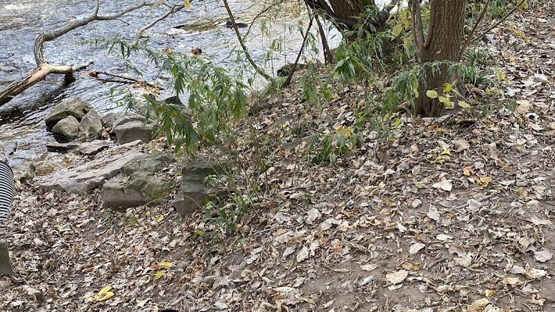 Spring Lake Park - Penfield, NY