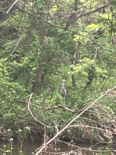 Spring Lake Park - Penfield, NY