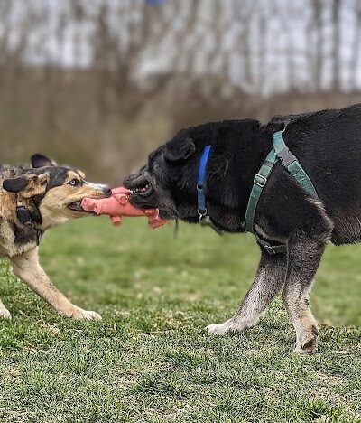 Spring Lake Park - Penfield, NY