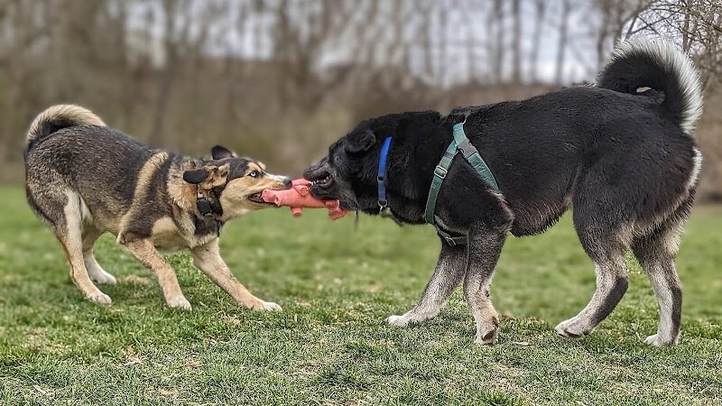 Spring Lake Park - Penfield, NY