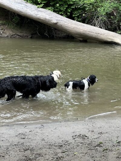Spring Lake Park - Penfield, NY