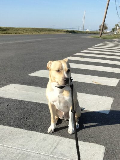 Nick Mowers Dog Park - Pennsville, NJ