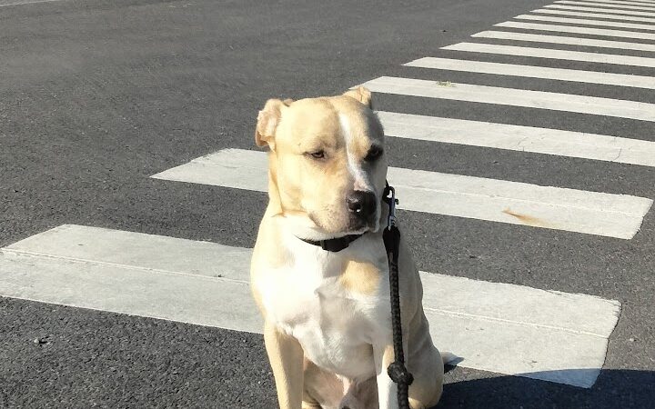 Nick Mowers Dog Park - Pennsville, NJ