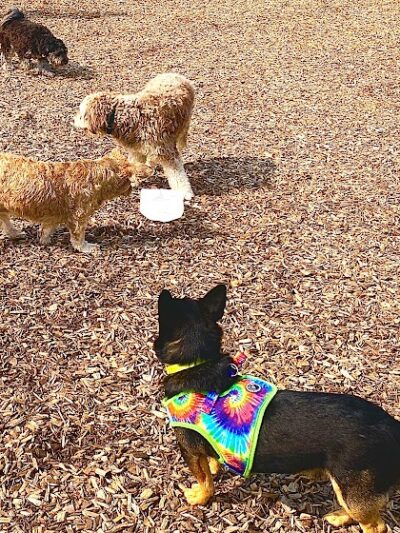 Nick Mowers Dog Park - Pennsville, NJ