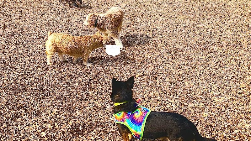 Nick Mowers Dog Park - Pennsville, NJ