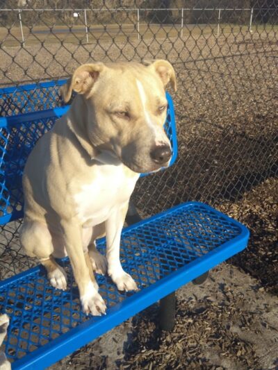 Nick Mowers Dog Park - Pennsville, NJ