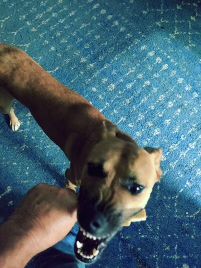 Nick Mowers Dog Park - Pennsville, NJ