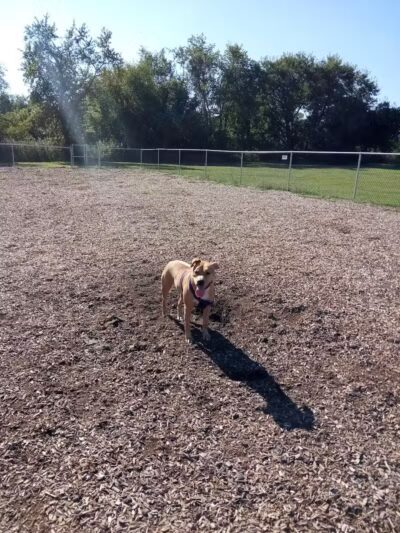 Nick Mowers Dog Park - Pennsville, NJ