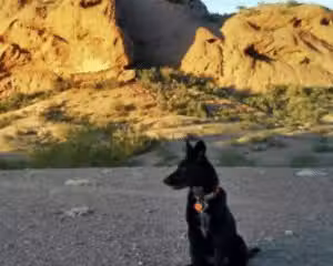 Trilogy Dog Park - Peoria, AZ