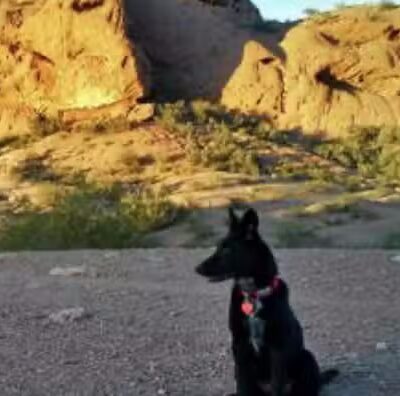 Trilogy Dog Park - Peoria, AZ