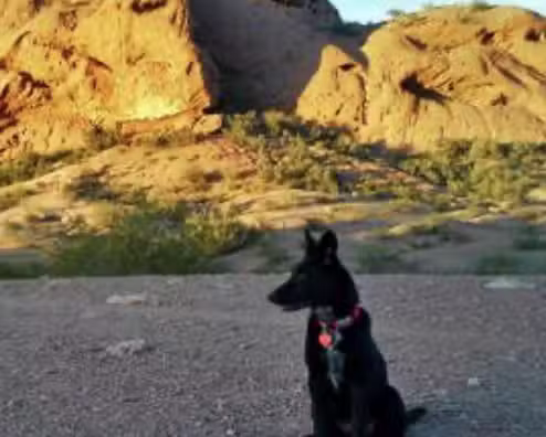 Trilogy Dog Park - Peoria, AZ