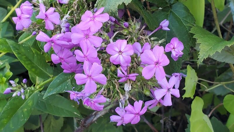 Duryea Dog Park - Peoria Heights, IL