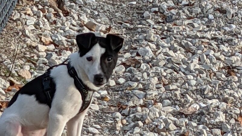 Duryea Dog Park - Peoria Heights, IL