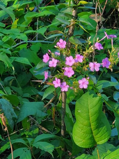 Duryea Dog Park - Peoria Heights, IL