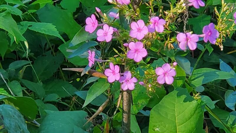 Duryea Dog Park - Peoria Heights, IL