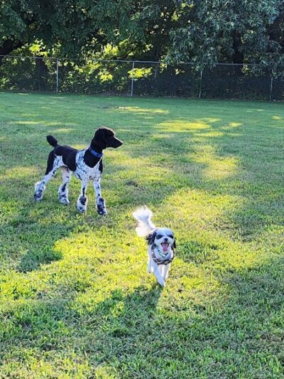 Dog Park Bradley Park - Peoria, IL