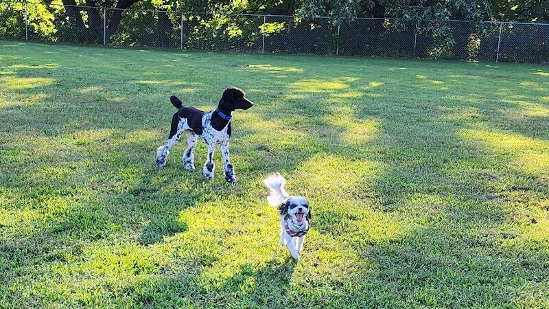 Dog Park Bradley Park - Peoria, IL