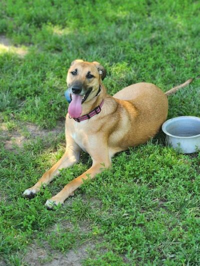 Dog Park Bradley Park - Peoria, IL