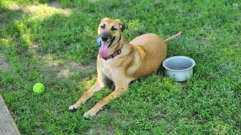 Dog Park Bradley Park - Peoria, IL