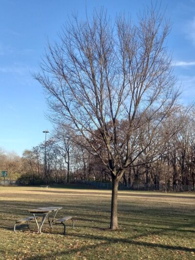 Dog Park Bradley Park - Peoria, IL