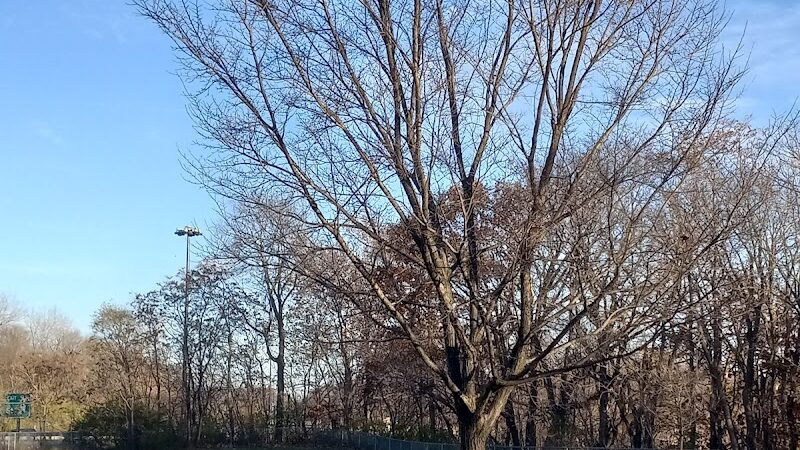 Dog Park Bradley Park - Peoria, IL