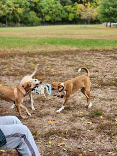Dog Park Bradley Park - Peoria, IL