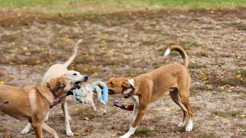 Dog Park Bradley Park - Peoria, IL