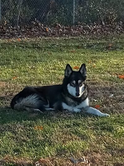 Dog Park Bradley Park - Peoria, IL