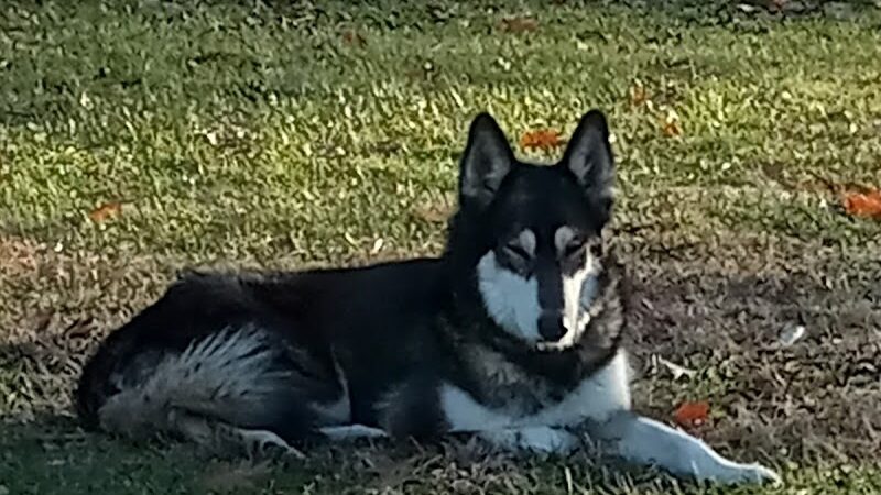 Dog Park Bradley Park - Peoria, IL