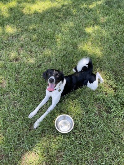 Dog Park Bradley Park - Peoria, IL