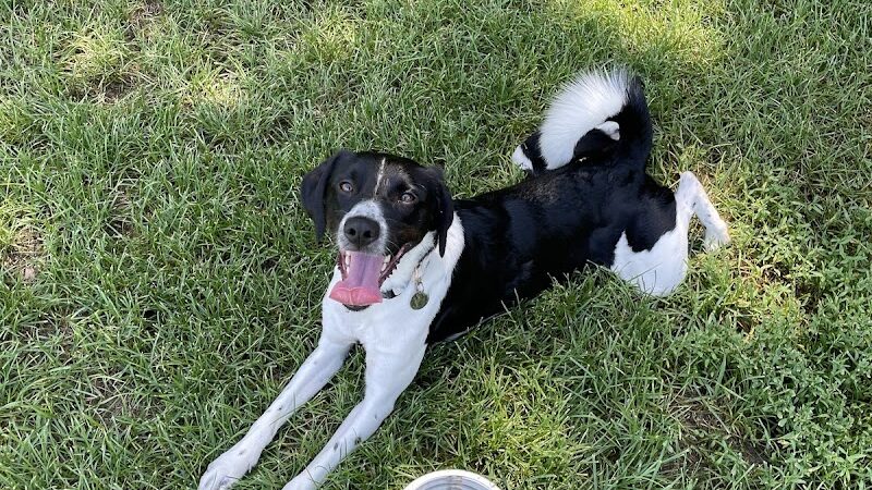 Dog Park Bradley Park - Peoria, IL