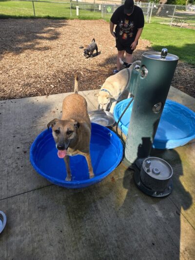 Lower Bradley dog park - Peoria, IL