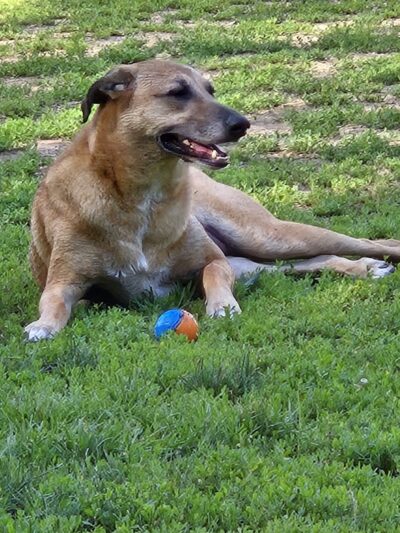 Lower Bradley dog park - Peoria, IL