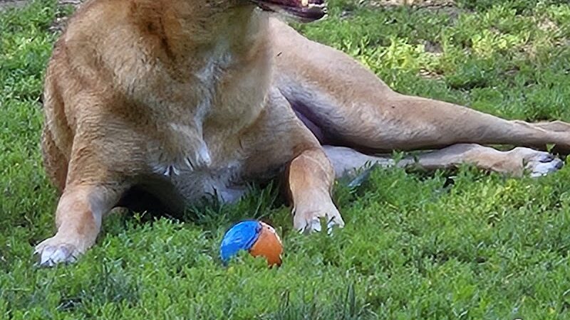 Lower Bradley dog park - Peoria, IL