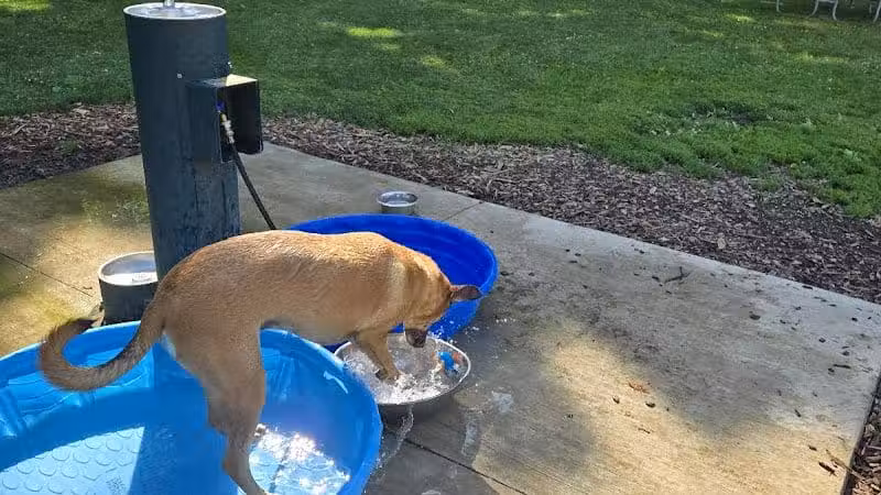 Lower Bradley dog park - Peoria, IL