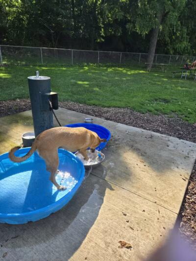 Lower Bradley dog park - Peoria, IL